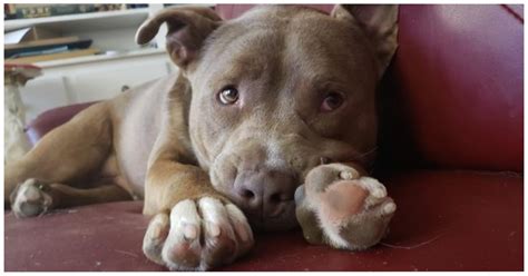 13 Pit Bulls Who Prove That Their Stereotypes Are Just Dead Wrong