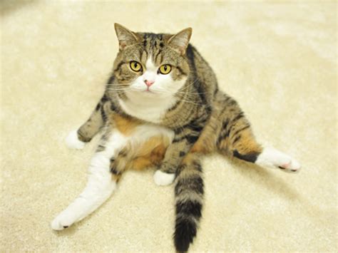 Choosing a japanese cat name can be challenging because there are so many great options. Maru - the famous cat from Japan - Why so Japan