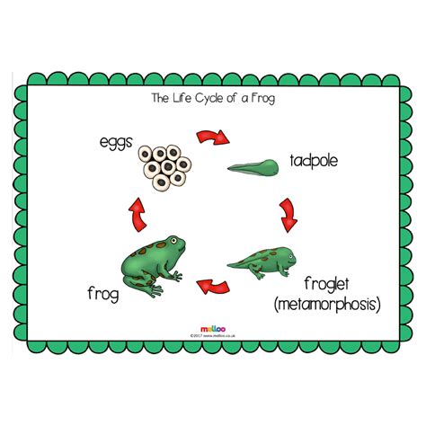 Most species and strains are highly adapted to specific hosts. The Life Cycle of a Frog | Science | KS1, KS2