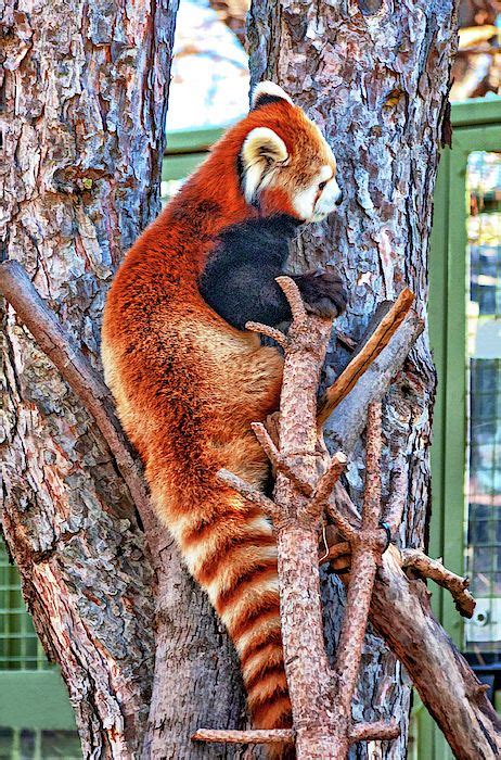 Red Panda 4 By Steve Harrington Red Panda Toronto Zoo Panda