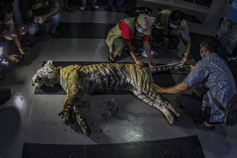 Rare Sumatran Tiger Found Dead In Animal Trap In Indonesia Ap News