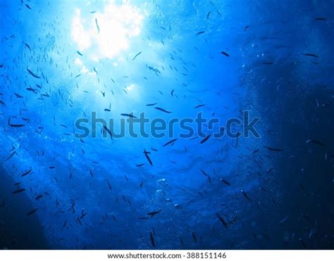 Shining Sun Many Fish Seen Underwater Stock Photo Edit Now 388151146