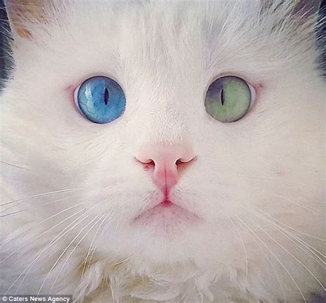 Moggy From Turkey With Different Coloured Eyes Has