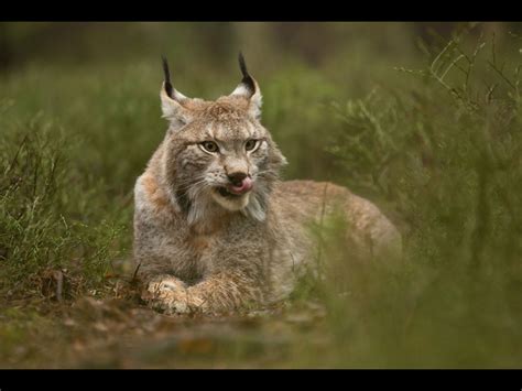 European Lynx Save Mother Earth Save Earth Milan Lynx Big Cats