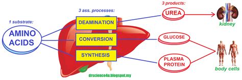 Your No1 Science Solution Blog Super Easy Diagram Teknik Menjawab