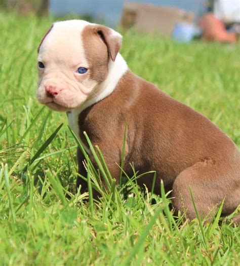 All American Bulldog Colors And Markings Explained With Pictures