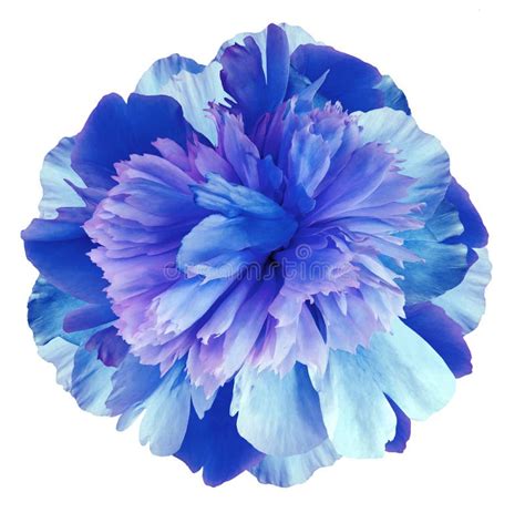 Peony Flower Blue Purple On A White Isolated Background With Clipping