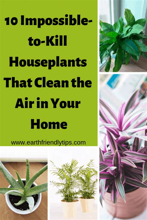 If you've ever fancied getting plants that clean the air or wondered which are the best indoor plants that clean the air and remove toxins, read on for our handy guide. Best Indoor Houseplants for Clean Air - Earth Friendly Tips