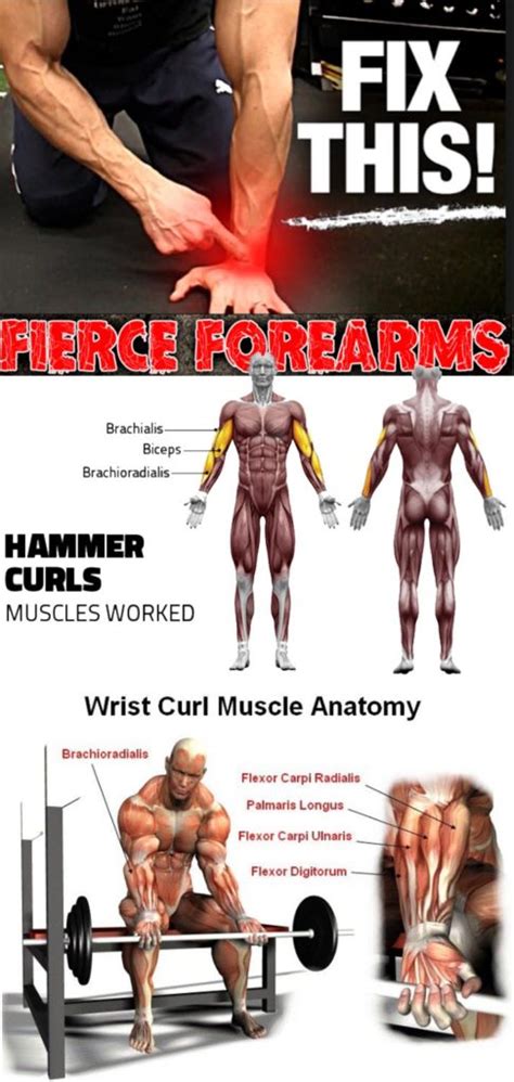 The Best Forearms Exercises Of All Time