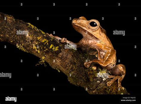 Borneo Eared Frog Stock Photo Alamy
