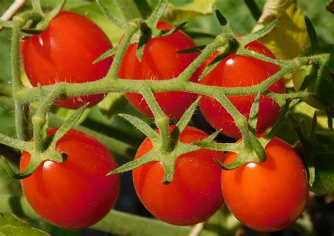 Cómo Plantar Y Cultivar Tomates Cherry Pasos Y Consejos
