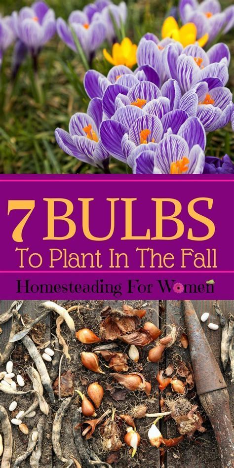 7 Bulbs To Plant In The Fall For Pretty Flowers In Your Garden Next