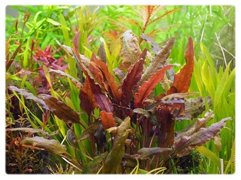 The leaves differ considerably in size, shape and color; CRYPTOCORYNE WENDTII Brown - In Vitro | akvarioverastliny.sk
