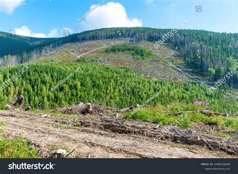 Forest Deforestation Cut Trees Cut Forest Stock Photo Edit Now 2048126009
