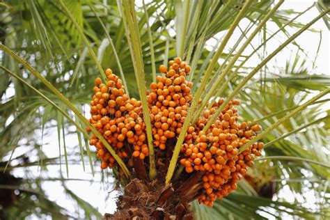 Palm Tree With Bright Orange Fruits Stock Image Image Of Abundance Round 163488127