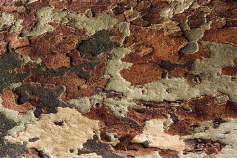 Camouflage Tree Bark Photograph By Iris Richardson Fine Art America
