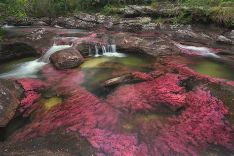 Cano Cristales Colombia Travel Around The Worlds Travel Destinations
