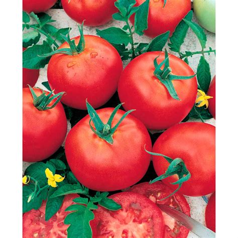 Growfresh Tomato Russian Red Cell Pack Vege Mitre 10