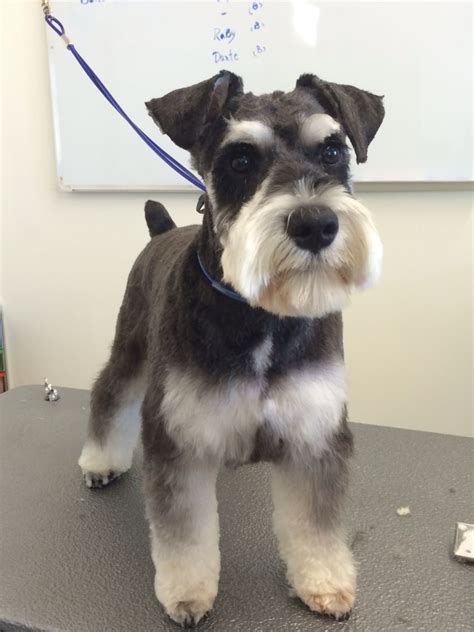 With their breeder, waiting for you! Miniature Schnauzer Info, Temperament, Puppies, Pictures