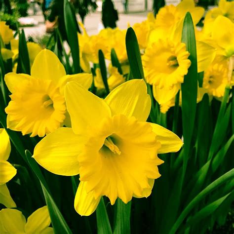 Daffodil Dutch Master Beechmount Garden Centre