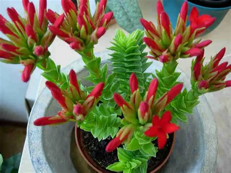 crassula coccinea ‘red crassula with pictures succulents network