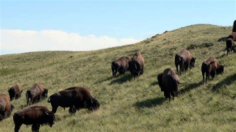 Bison Are Back In Banff National Park Explore Awesome Activities