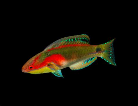 Wrasse Exquisite Fairy Aquarium Gallery