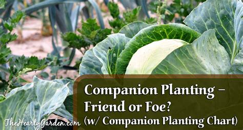 Companion Planting Friend Or Foe Wcompanion Planting
