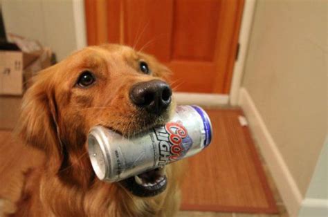 Than i take the brush and clean all around. Beer Dog - 1Funny.com
