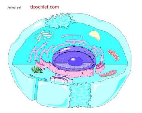 Check spelling or type a new query. Biology diagram worksheet
