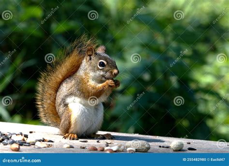 Squirrel Eating Peanuts Stock Photo Image Of Small 255482980