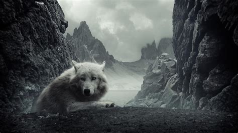 Check spelling or type a new query. Download Wolf Wallpaper Black And White Gallery