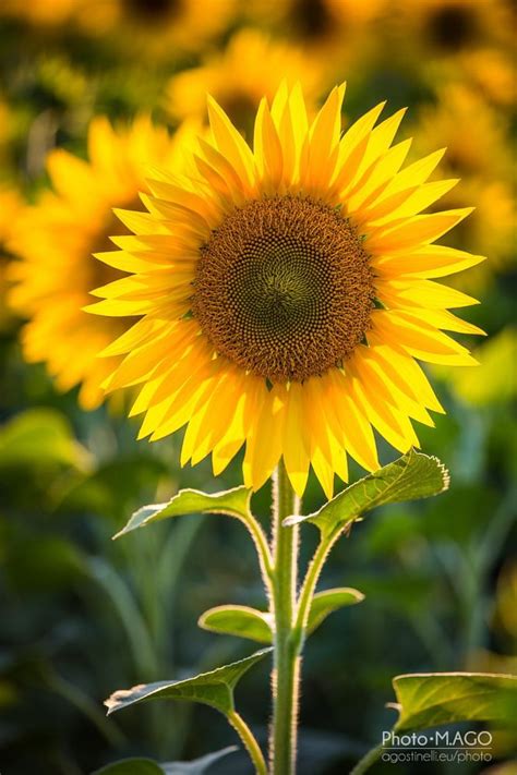 Sunflower By Michele Agostinelli On 500px Sunflower Pictures