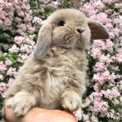 Pin By D W On ~bunnies~ Cute Baby Bunnies Cute Little Animals