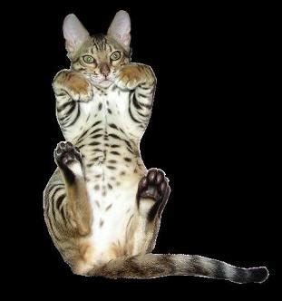 We did not find results for: EnchantedTails Bengal Cats and Kittens ~ Breeder of ...