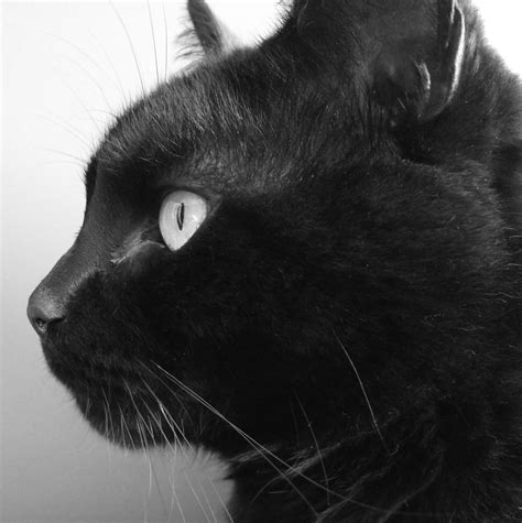 Blackcatfacesideview Cat Profile Cat Pose Cat Sketch