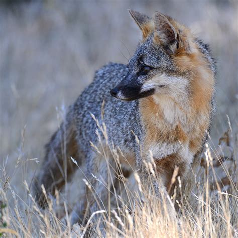 Gray Fox Urocyon Cinereoargenteus Matt Smooth Tooth Knoth Flickr