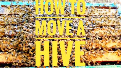 🌎 How To Move A Hive Losing Less Bees As Possible Youtube