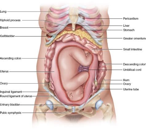 Pin On Chapter 28 The Female Reproductive System