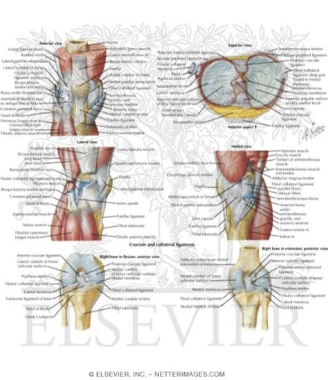 Knee Anatomy Chart