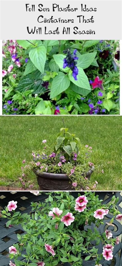 When looking for container plants for full sun, check out these thrillers, fillers, and spillers that have interesting color, foliage, and texture. Full Sun Planter Ideas - Containers That Will Last All ...