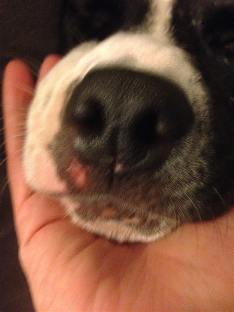 My Dog Has What Looks Like Some Sort Of Pink Sore On His Mouth Im