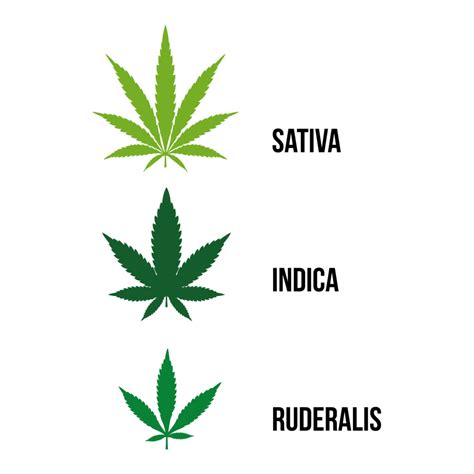 Understanding Identifying And Using Cannabis Leaves Sensi Seeds