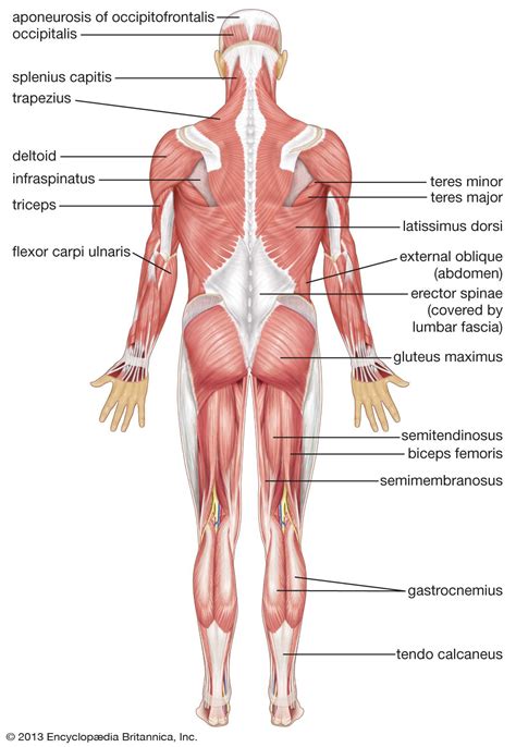 Major Organs Of The Muscular System