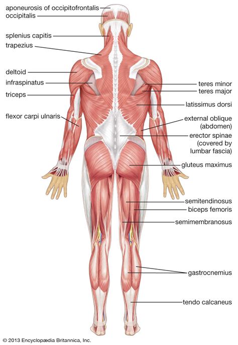 There are several types of muscle, which act on. human muscular system: posterior view | Human muscular ...