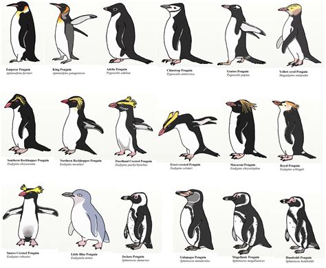 General Information Information About Penguins