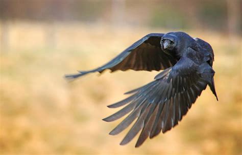 Raven By Maresasinclair Raven Bird Bird Photography Raven Photography