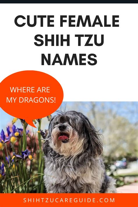 Top 15 Adorable Female Shih Tzu Names Perfect For First Time Shih Tzu