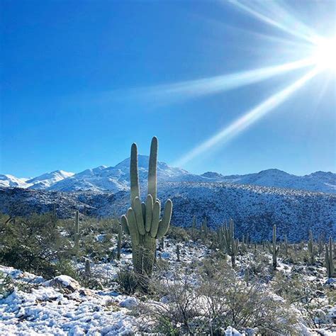 Ever oasis just dumps you right into a character select screen featuring a male and female seedling and an insulting lack of customization options. Have you ever seen a saguaro cactus...in snow?? Arizona's ...
