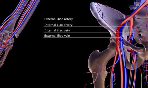 Iliac Femoral Artery Anatomy